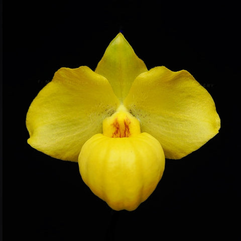 法爾。 speciosa "Mauve" 罩花蝴蝶“芋頭色”