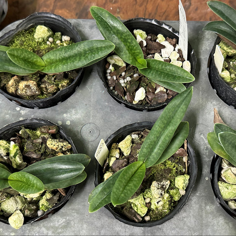 法爾。 speciosa "Mauve" 罩花蝴蝶“芋頭色”