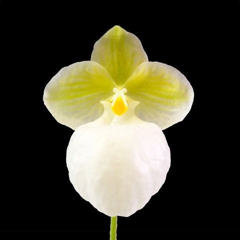 法爾。 speciosa "Mauve" 罩花蝴蝶“芋頭色”