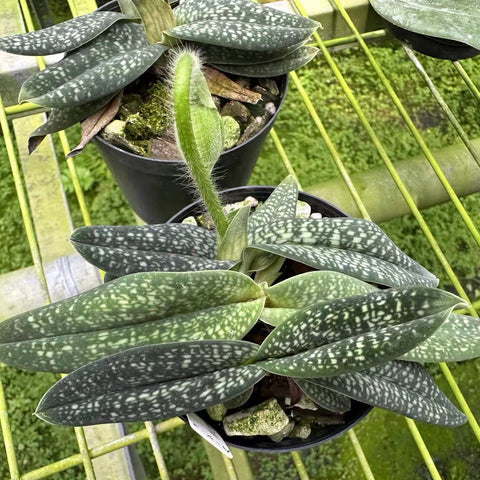 法爾。 speciosa "Mauve" 罩花蝴蝶“芋頭色”