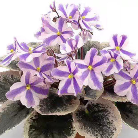 African Violet Moonlight Magic