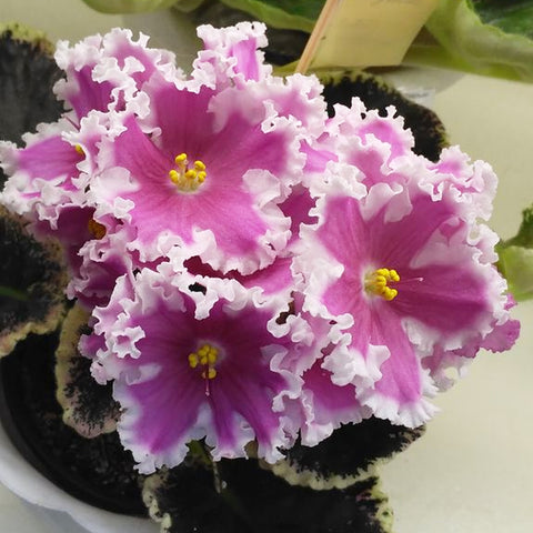 African Violet VaT- 'Amazon'
