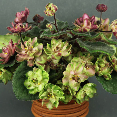 African Violet AB-Wild Hops
