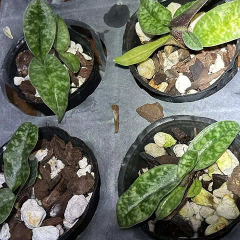 法爾。 speciosa "Mauve" 罩花蝴蝶“芋頭色”