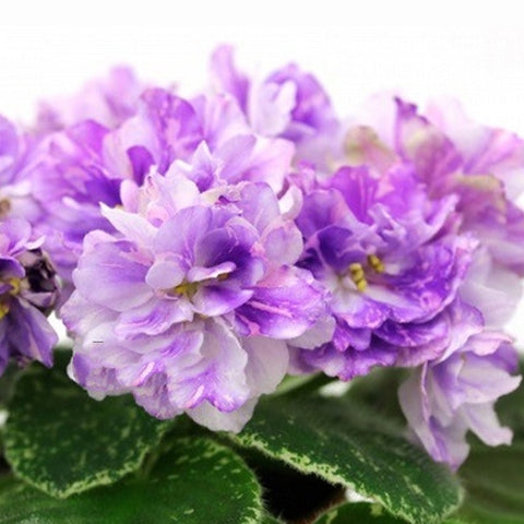 African Violet AB-V Land of Unicorns
