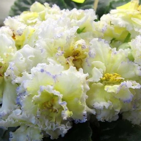African Violet Le-z. Nibelungs