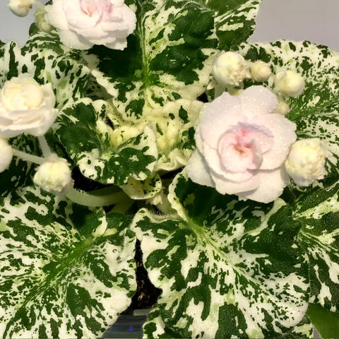 African Violet Watermelon snow