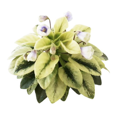 African Violet N-Neytiri