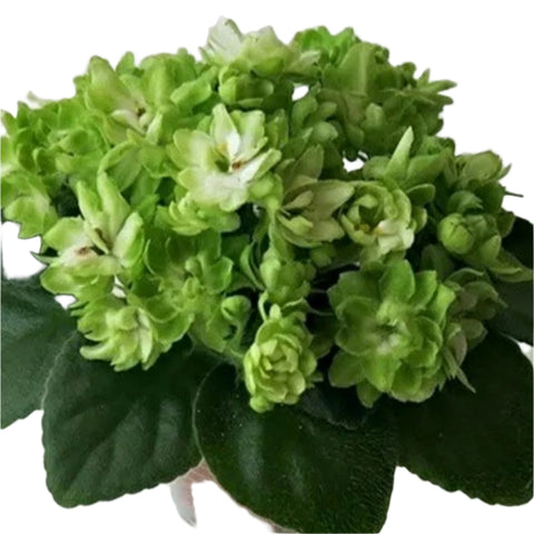 African Violet N-Snow Dahlia