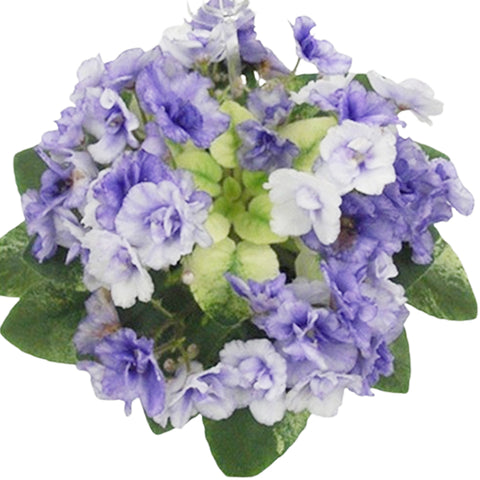 African Violet Rob's Chilly Willy