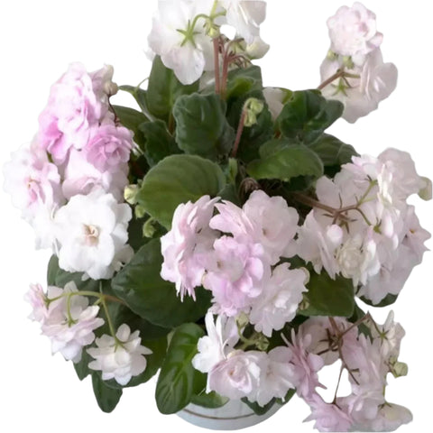 African Violet DS-Jasmine
