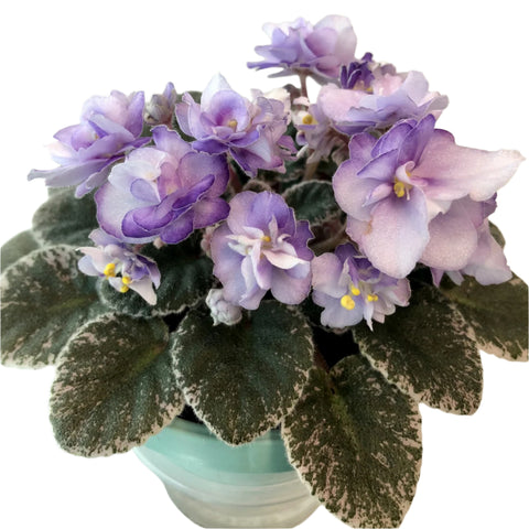 African Violet Toy Castle