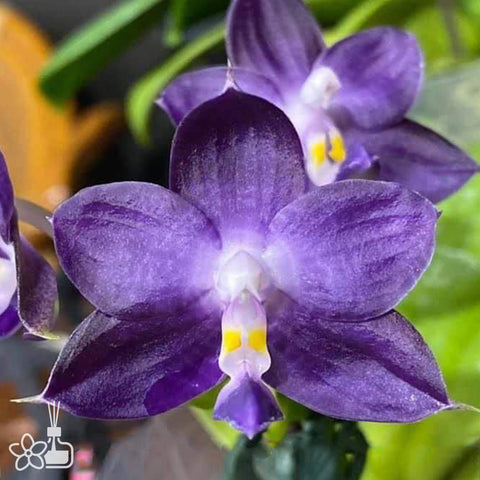 法爾。 tetraspis 'Wisp' 罩花蝴蝶 '青縷'