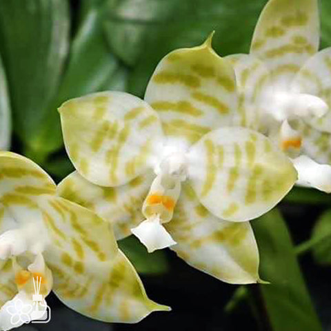 法爾。 tetraspis 'Wisp' 罩花蝴蝶 '青縷'