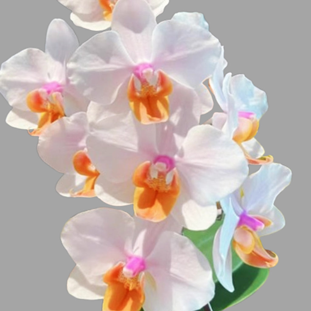 May in stock 25 (Ongoing ) – Orchidmart