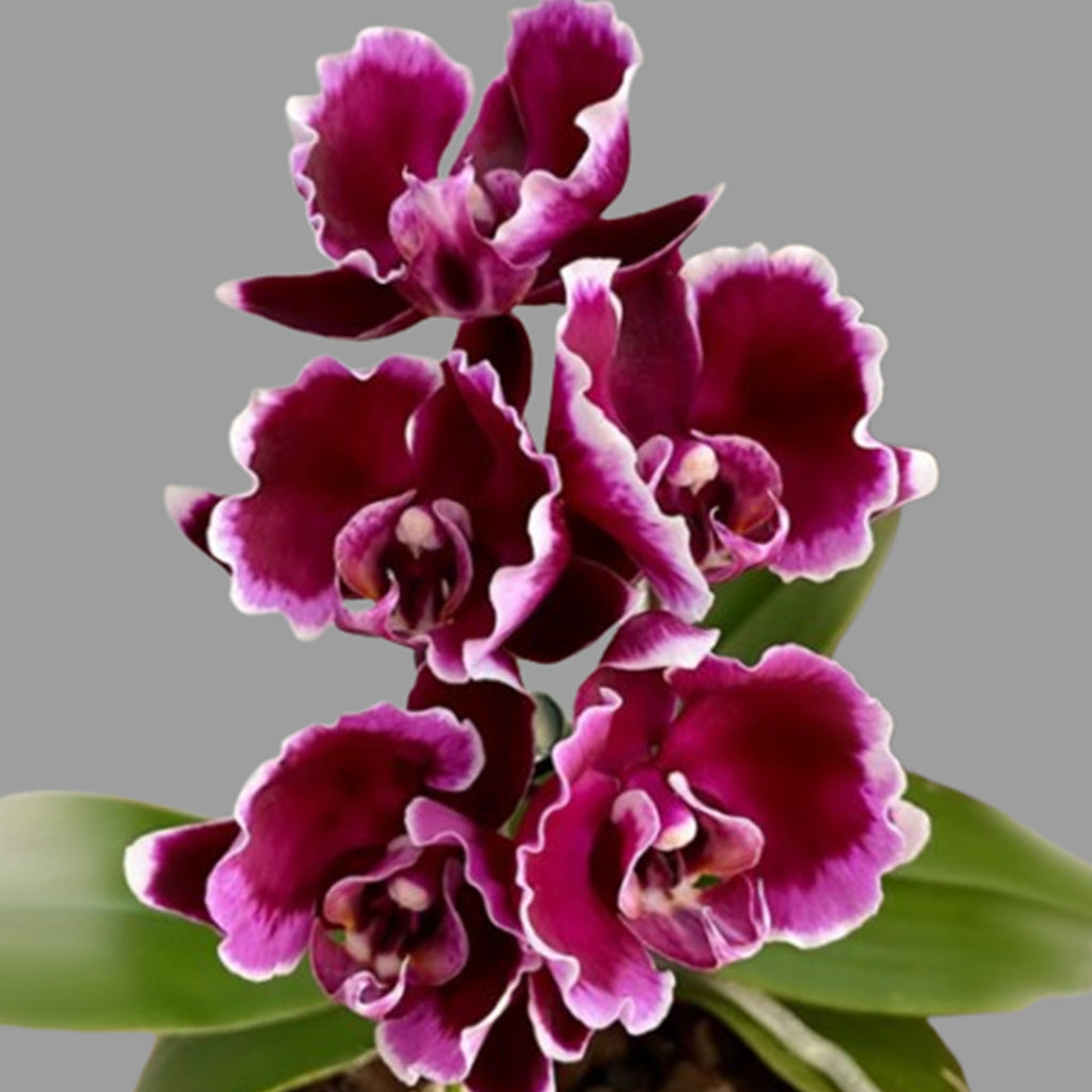 花 cham J387_1024x.jpg?v=1743067951