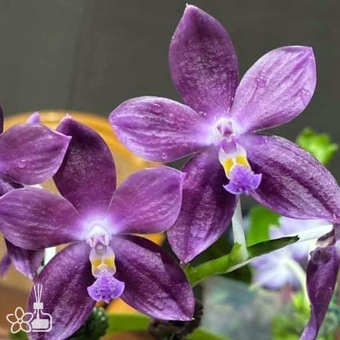 法爾。 tetraspis 'Wisp' 罩花蝴蝶 '青縷'