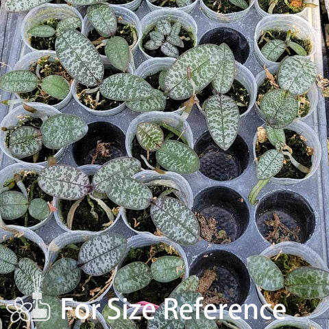 Phal.schilleriana xsib (Silver Leaf xRound Leaf) 銀葉交圓葉