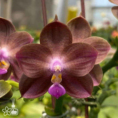 法爾。 tetraspis 'Wisp' 罩花蝴蝶 '青縷'