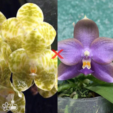 法爾。 tetraspis 'Wisp' 罩花蝴蝶 '青縷'