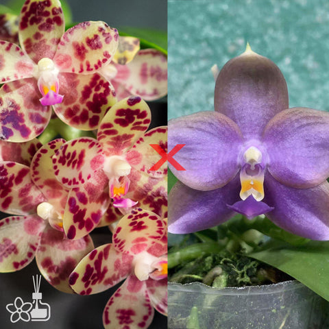 法爾。 tetraspis 'Wisp' 罩花蝴蝶 '青縷'