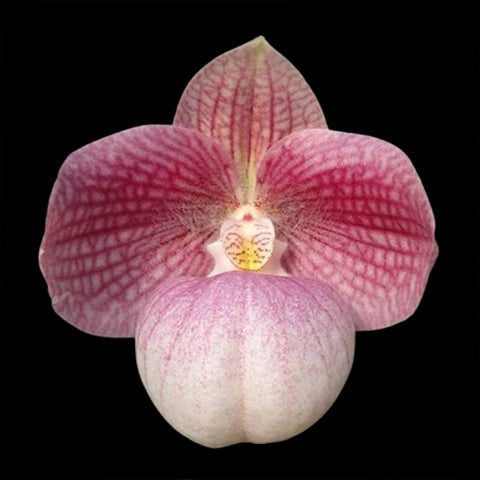 P. Mituo Reflex Dragon 'Blue -2' AM/AOS彌陀反射龍