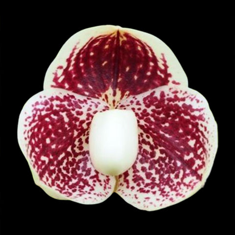 帕夫。 leucochilum × sib 尼克兄弟交