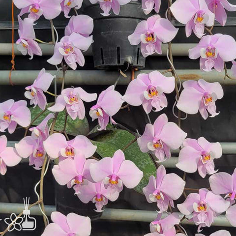 Phal.schilleriana xsib (Silver Leaf xRound Leaf) 銀葉交圓葉