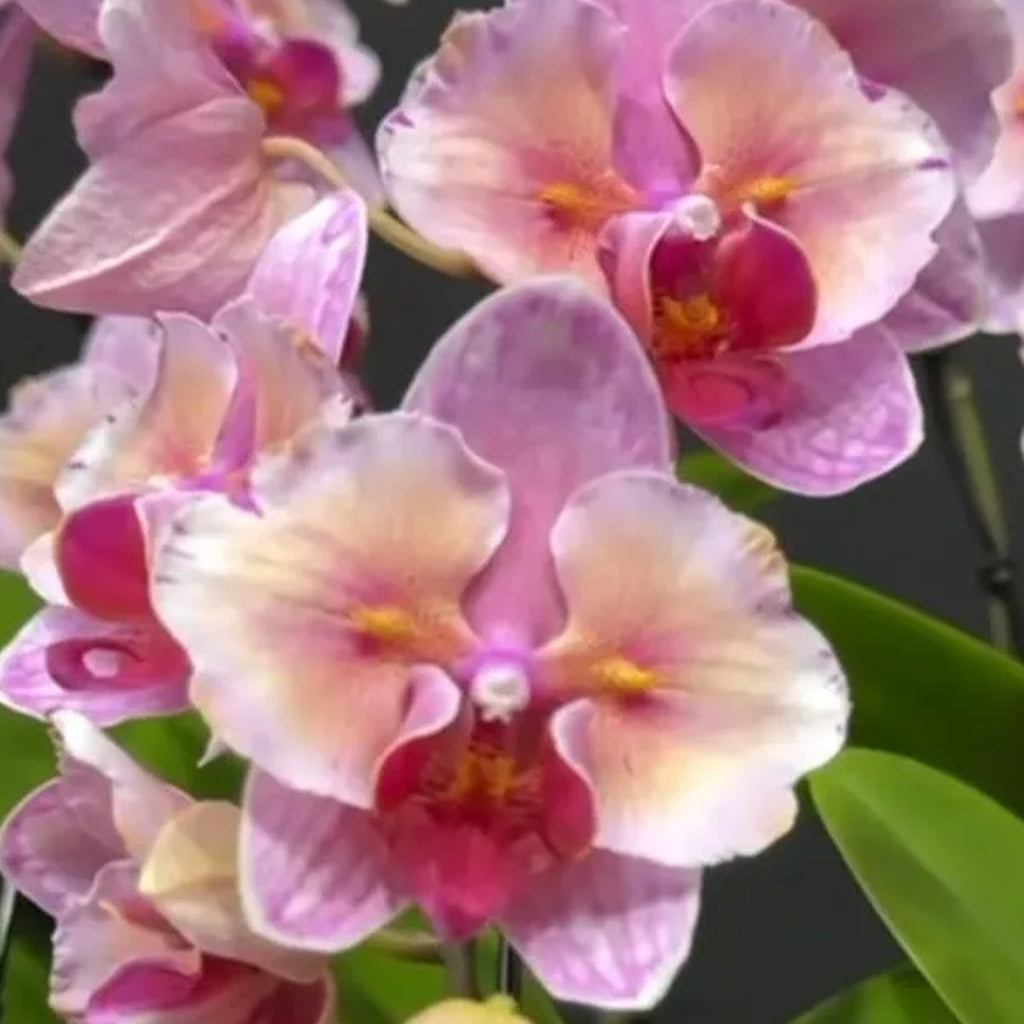 Potted]Phal. NCK Zeya 澤雅 [Oct in stock] – Orchidmart