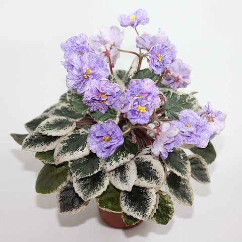 African Violet Rob's Kaleidoscope