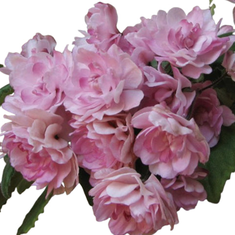 African violet 'Lituanika'