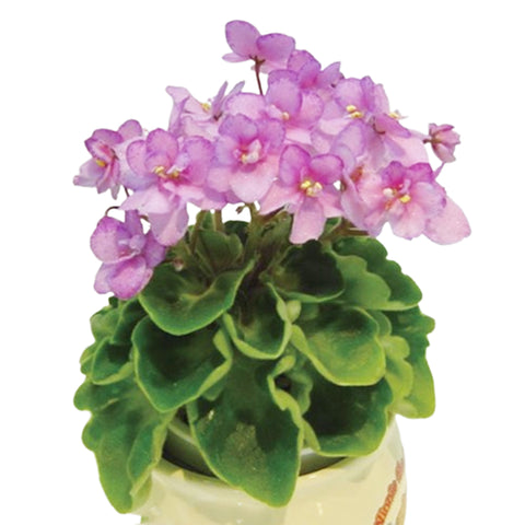 African violet Silly Girl