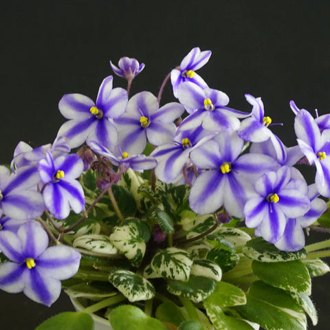 African violet Carousel Pony