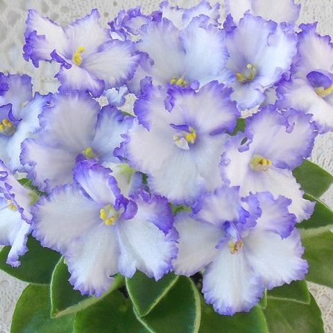 African violet LE- 'Soriane Siayvo‘