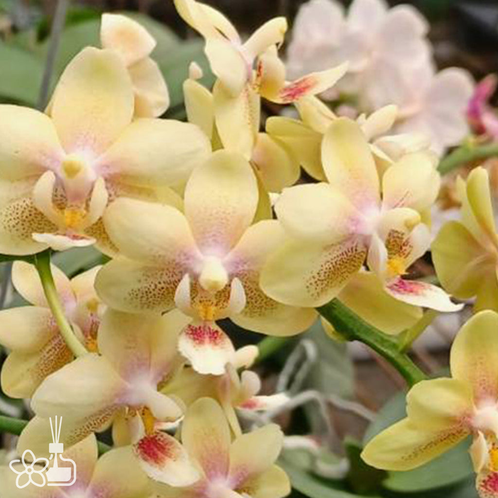 Purumeria❁⃘ Phalaenopsis – Page 13 – Orchidmart