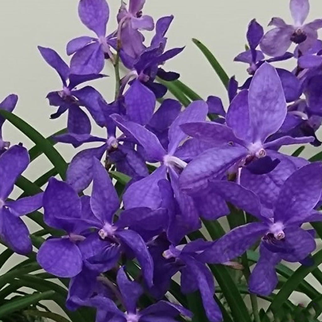 Bare-root]Vandoglossum'TOV1' 迷你萬代“紫網” [Jun Preorder