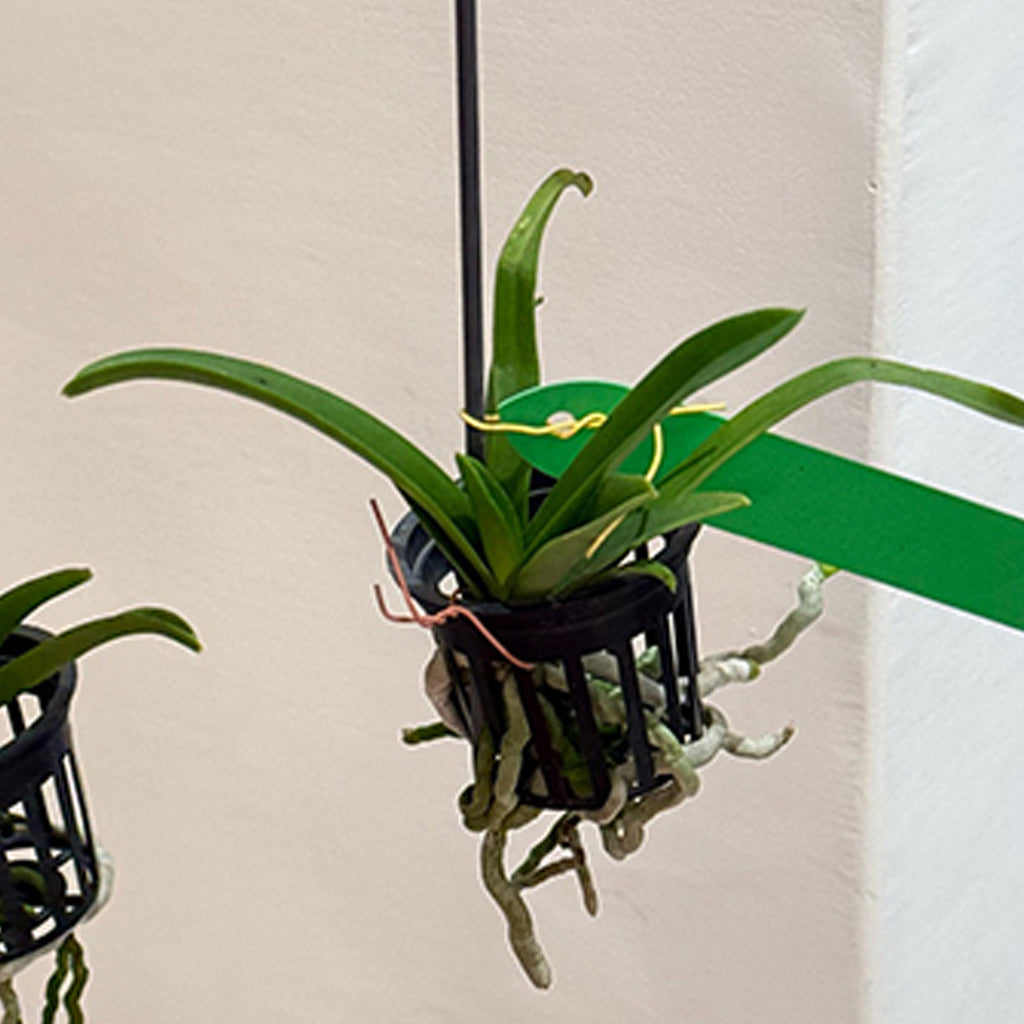 Bare-root]Vandoglossum'TOV1' 迷你萬代“紫網” [Jun Preorder