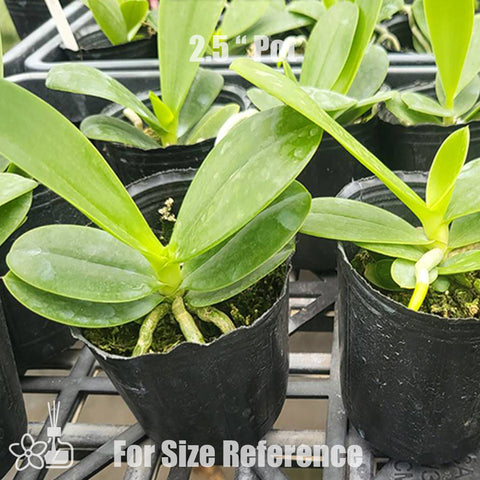 法爾。鹿角變種紅鹿角貝