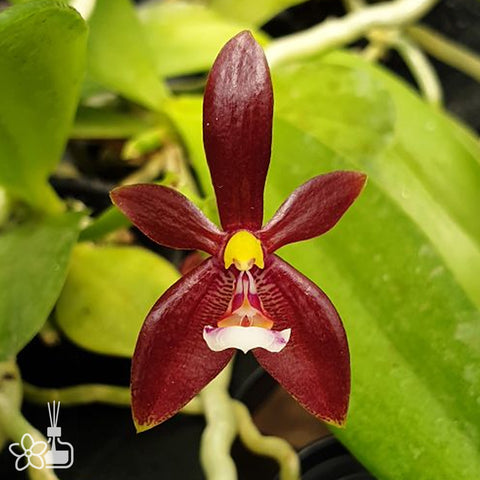 法爾。鹿角變種紅鹿角貝