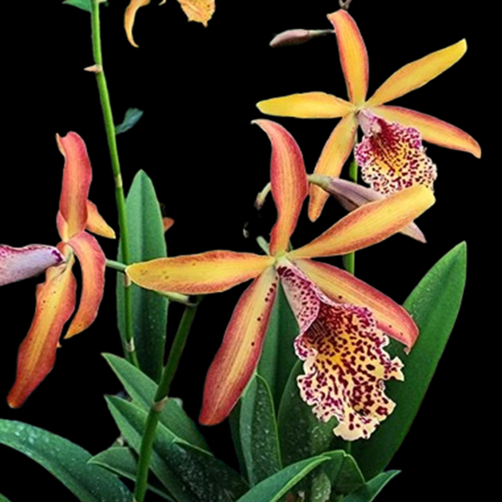 Jun Preorder 25 (Arrived) – Orchidmart