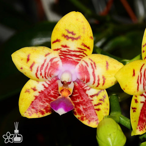 法爾。 Orchid World 花世界