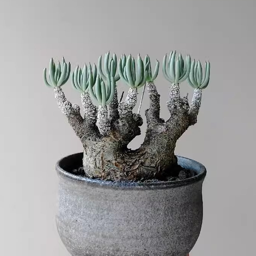Caudex Plants – Orchidmart