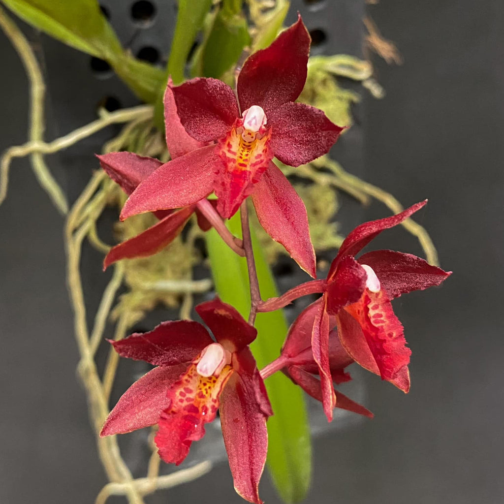 Miniature Orchids – Page 2 – Orchidmart