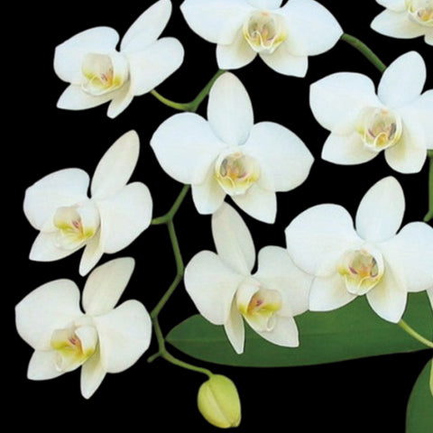 P. Mituo Reflex Dragon 'Blue -2' AM/AOS彌陀反射龍