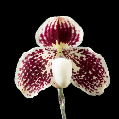 法爾。 speciosa "Mauve" 罩花蝴蝶“芋頭色”