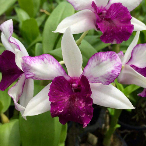 Den.Frieda Bratanata 弗里達