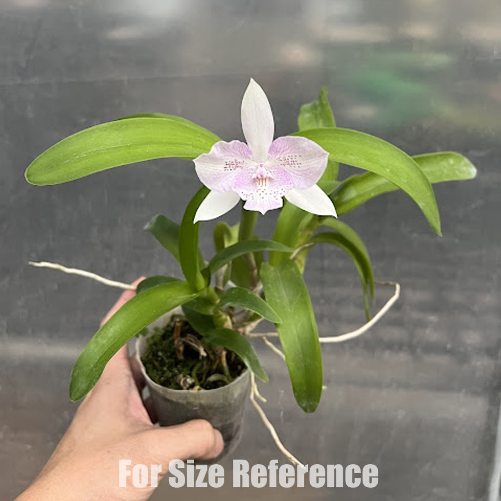 Bare-root] Caulocattleya Chantilly Lace 