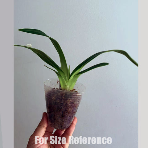 帕夫。 leucochilum × sib 尼克兄弟交