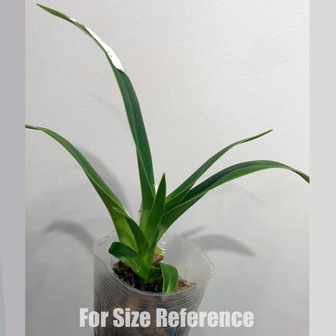帕夫。 leucochilum × sib 尼克兄弟交
