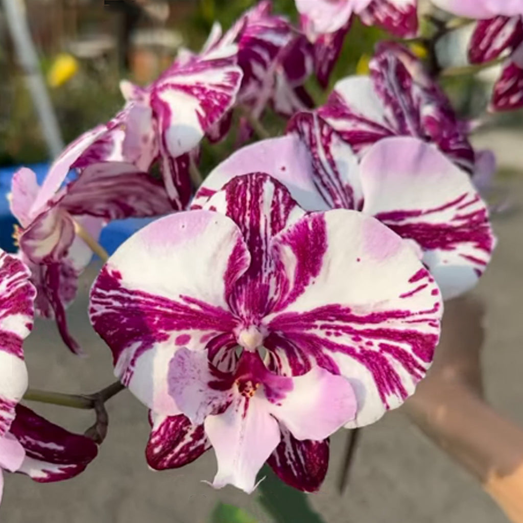May in stock 26 (Ongoing, ready to ship) – Orchidmart